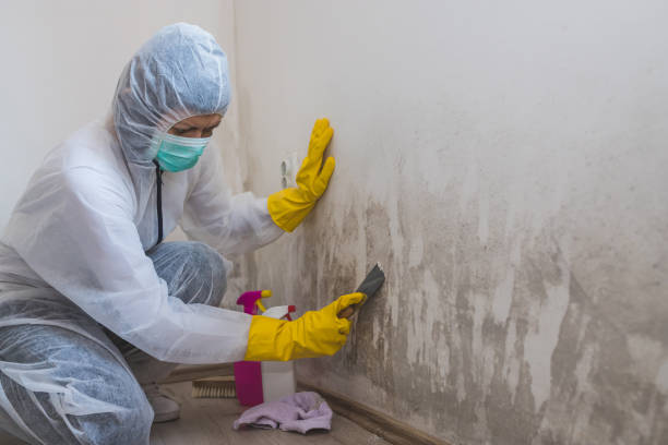 Best Mold Prevention Services  in Mitchell, IN