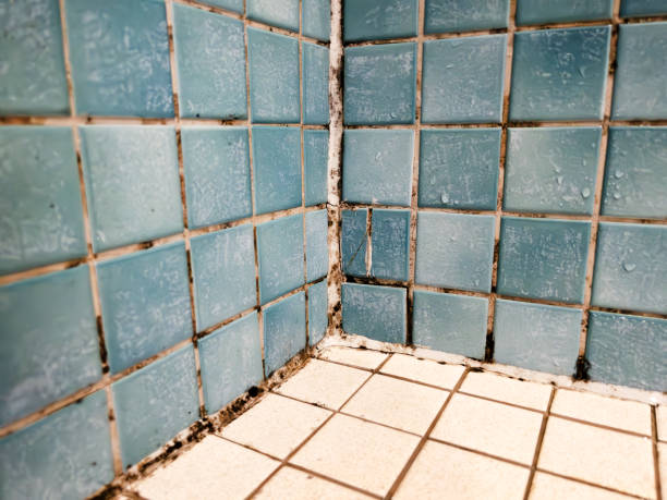 Best Comprehensive Air Testing for Mold Contaminants  in Mitchell, IN